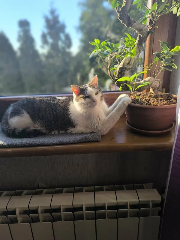 Zaginął kot, Odolanów, 22 kwietnia 2026 (3/3)