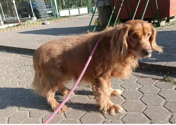 Znaleziono psa, Toruń, 18 kwietnia 2026