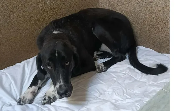 Znaleziono psa, Toruń, 17 kwietnia 2026