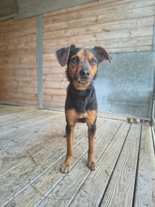 Pies do adopcji, Orzechowce, 22 kwietnia 2026 (1/5)