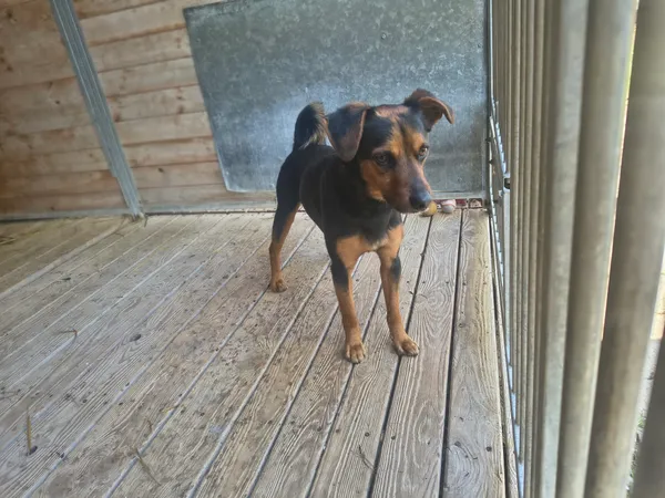 Pies do adopcji, Orzechowce, 22 kwietnia 2026 (2/5)