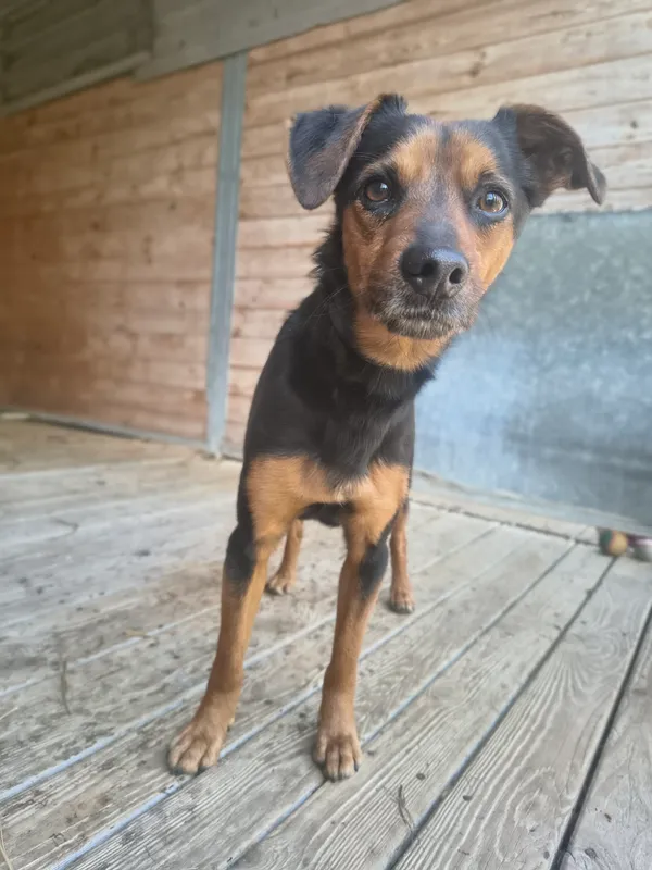 Pies do adopcji, Orzechowce, 22 kwietnia 2026 (3/5)