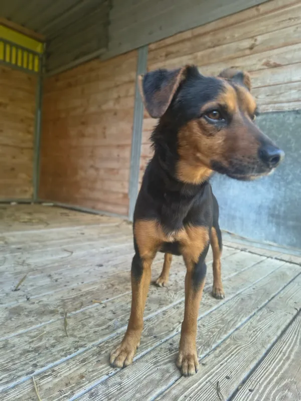 Pies do adopcji, Orzechowce, 22 kwietnia 2026 (4/5)