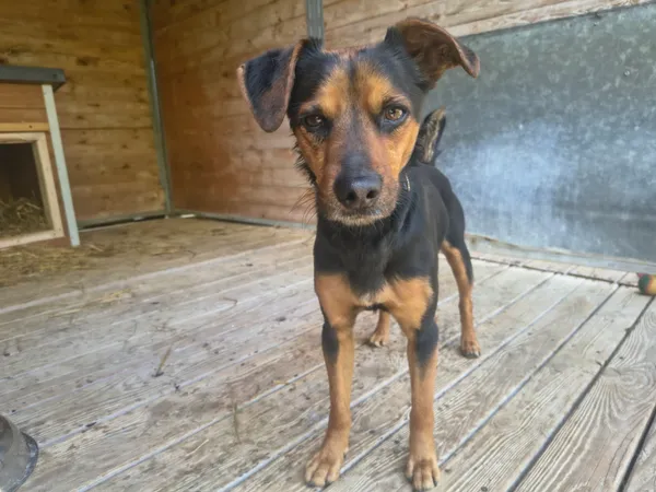 Pies do adopcji, Orzechowce, 22 kwietnia 2026 (5/5)