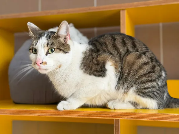 Kot do adopcji, Bydgoszcz, 22 kwietnia 2026 (1/5)