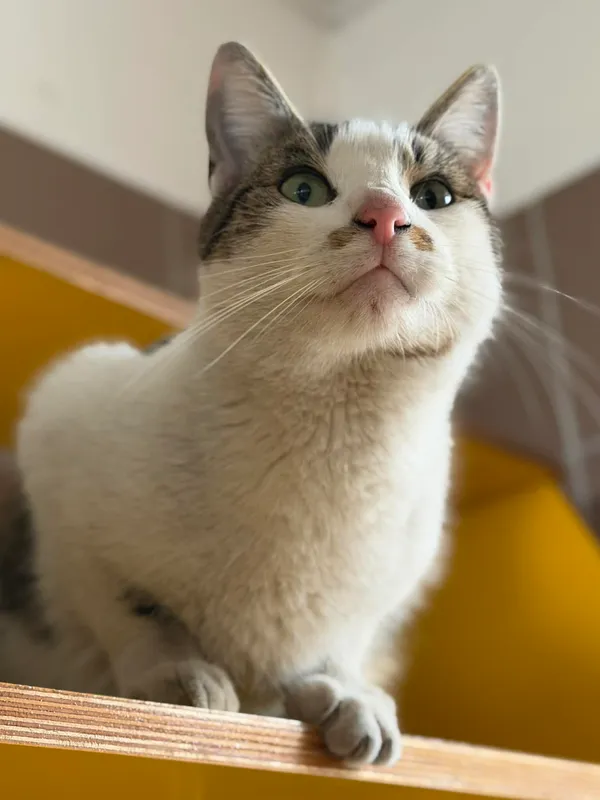 Kot do adopcji, Bydgoszcz, 22 kwietnia 2026 (2/5)