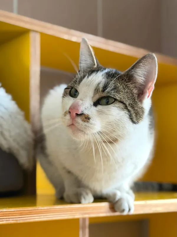 Kot do adopcji, Bydgoszcz, 22 kwietnia 2026 (3/5)