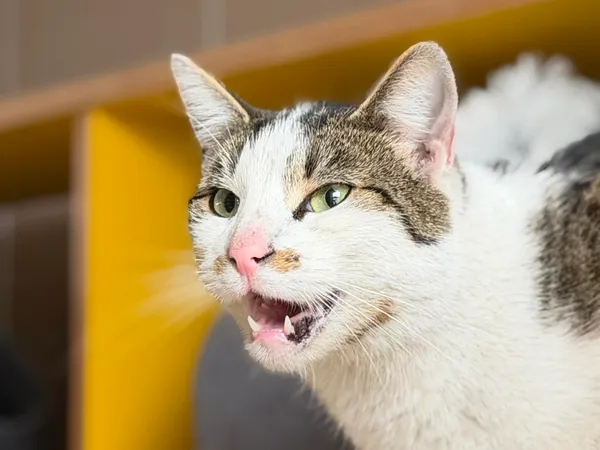 Kot do adopcji, Bydgoszcz, 22 kwietnia 2026 (4/5)