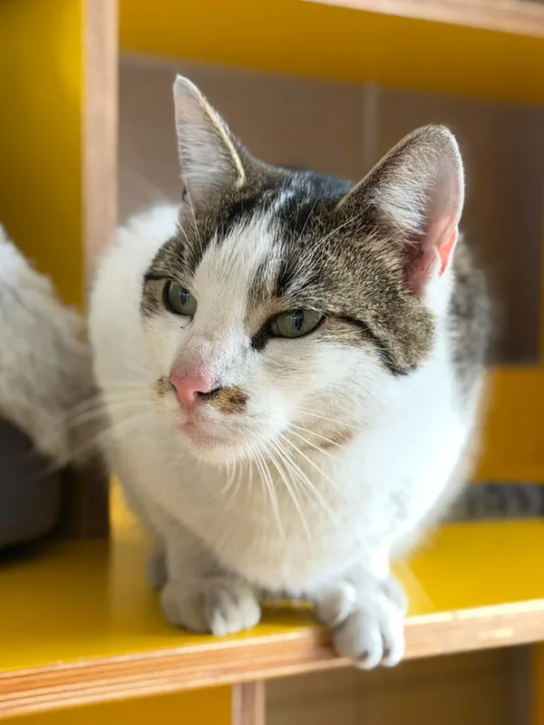 Kot do adopcji, Bydgoszcz, 22 kwietnia 2026 (5/5)