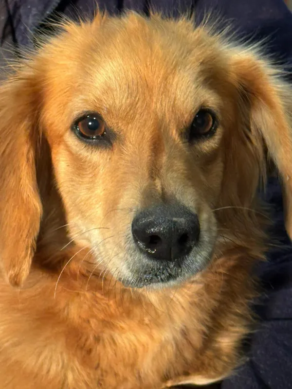 Pies do adopcji, Zgierz, 21 kwietnia 2026 (1/2)