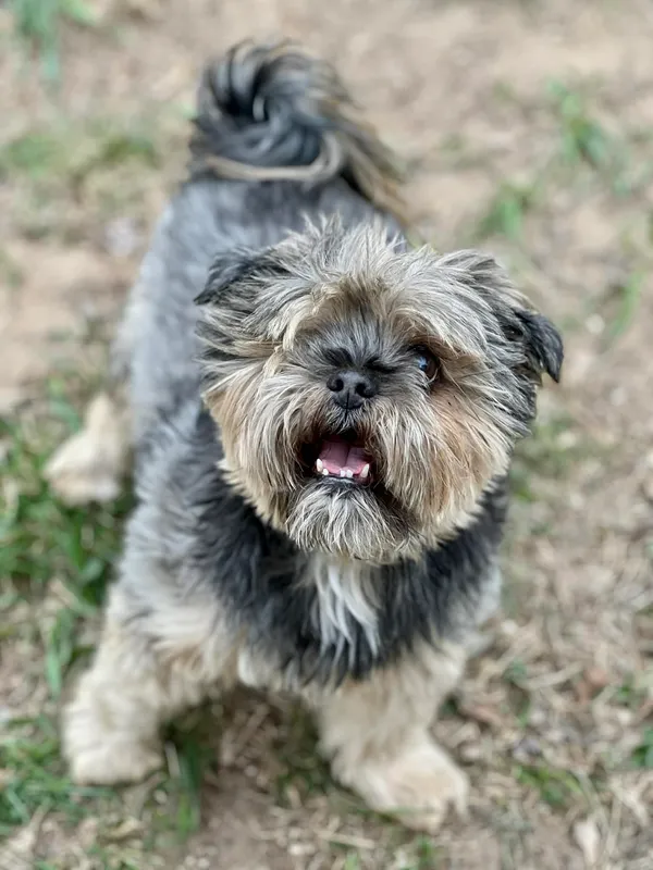 Pies do adopcji, Bydgoszcz, 22 kwietnia 2026 (2/5)