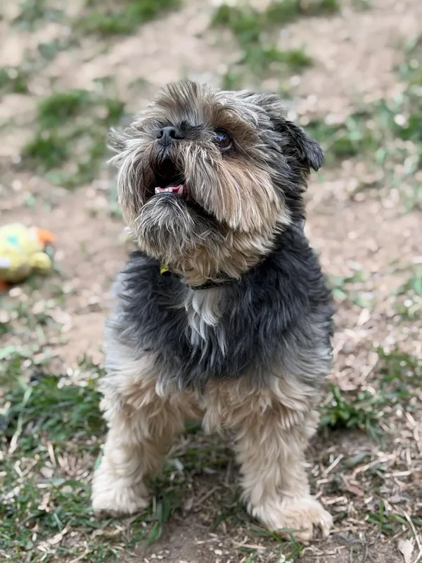 Pies do adopcji, Bydgoszcz, 22 kwietnia 2026 (5/5)