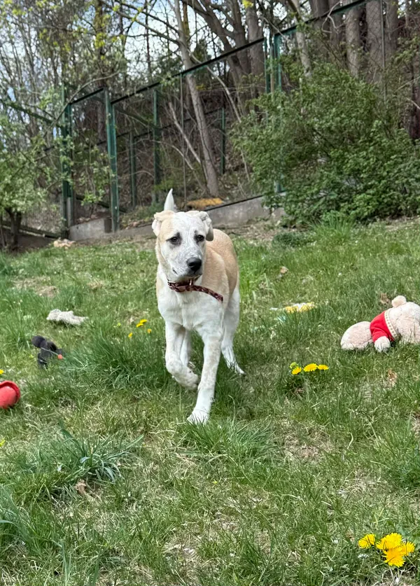 Pies do adopcji, Bydgoszcz, 22 kwietnia 2026 (1/5)