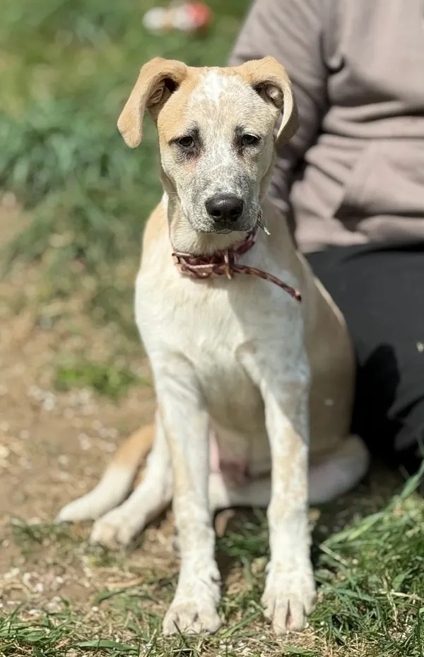 Pies do adopcji, Bydgoszcz, 22 kwietnia 2026 (2/5)