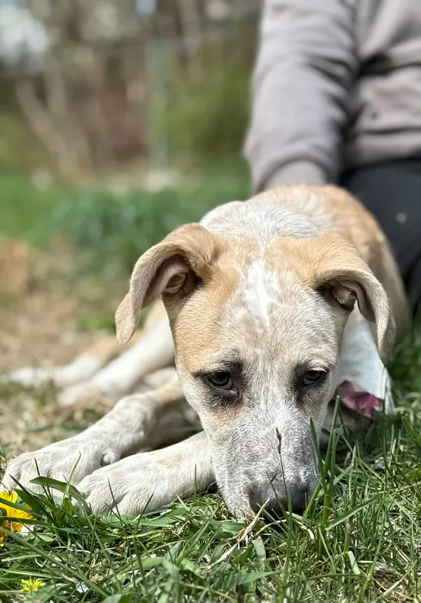 Pies do adopcji, Bydgoszcz, 22 kwietnia 2026 (3/5)