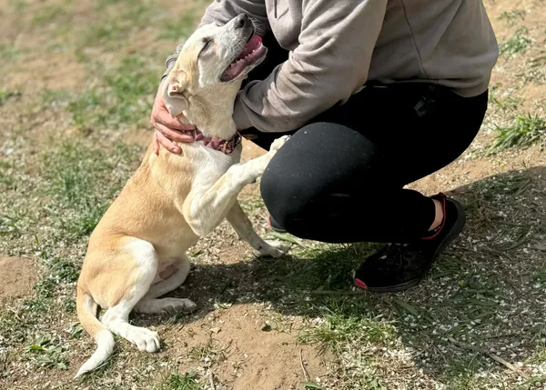 Pies do adopcji, Bydgoszcz, 22 kwietnia 2026 (4/5)