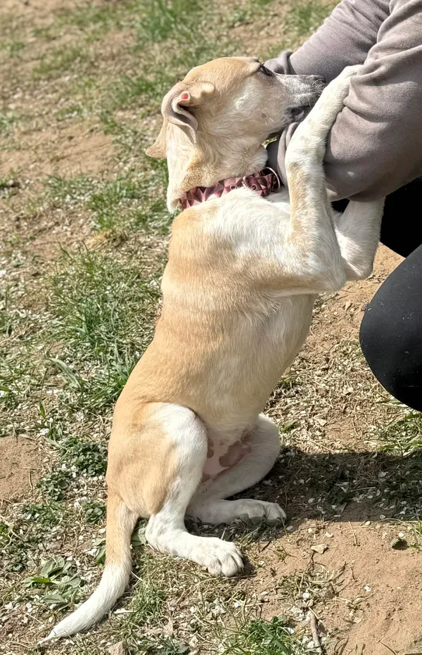 Pies do adopcji, Bydgoszcz, 22 kwietnia 2026 (5/5)