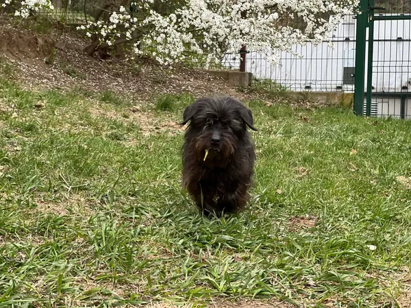 Pies do adopcji, Bydgoszcz, 22 kwietnia 2026 (1/5)