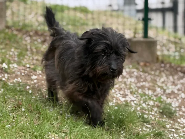 Pies do adopcji, Bydgoszcz, 22 kwietnia 2026 (2/5)