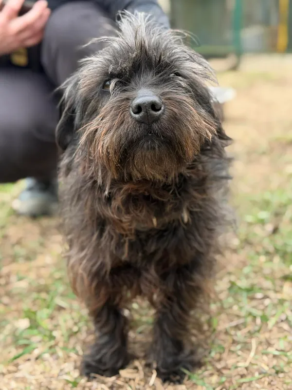 Pies do adopcji, Bydgoszcz, 22 kwietnia 2026 (3/5)