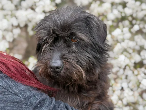 Pies do adopcji, Bydgoszcz, 22 kwietnia 2026 (4/5)