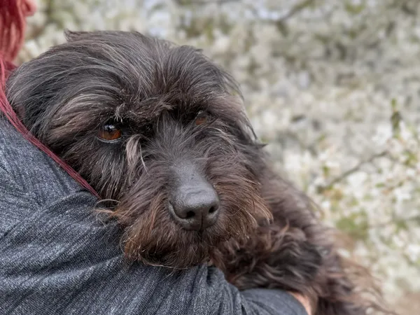 Pies do adopcji, Bydgoszcz, 22 kwietnia 2026 (5/5)