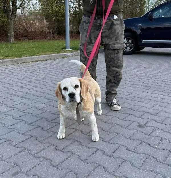 Znaleziono psa, Lublin, 21 kwietnia 2026