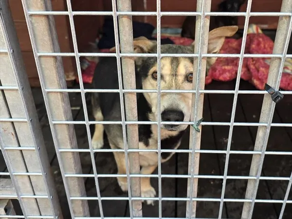 Pies do adopcji, Gorzów Wielkopolski, 21 kwietnia 2026