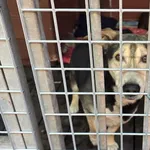 Pies do adopcji