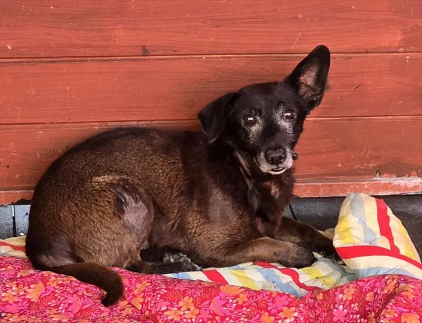 Pies do adopcji, Gorzów Wielkopolski, 21 kwietnia 2026