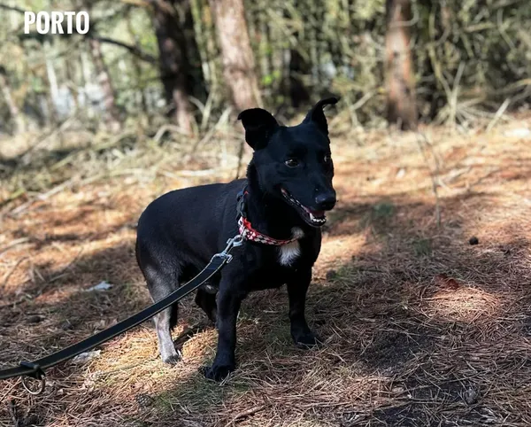 Pies do adopcji, Rytlów, 22 kwietnia 2026