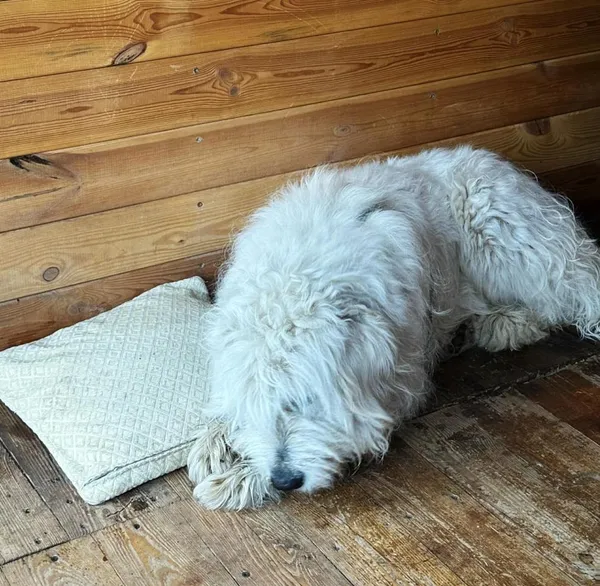 Pies do adopcji, Rytlów, 22 kwietnia 2026