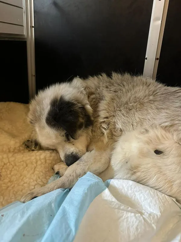 Pies do adopcji, Rytlów, 22 kwietnia 2026