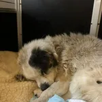 Pies do adopcji