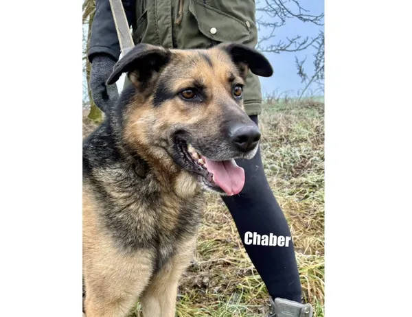 Pies do adopcji, Przyborówko, 22 kwietnia 2026 (3/3)