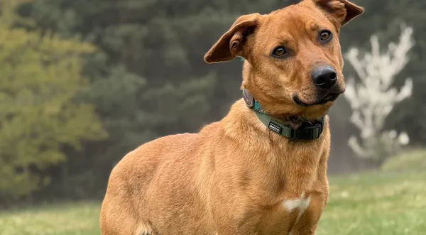 Pies do adopcji, Pieczyska, 22 kwietnia 2026 (1/5)