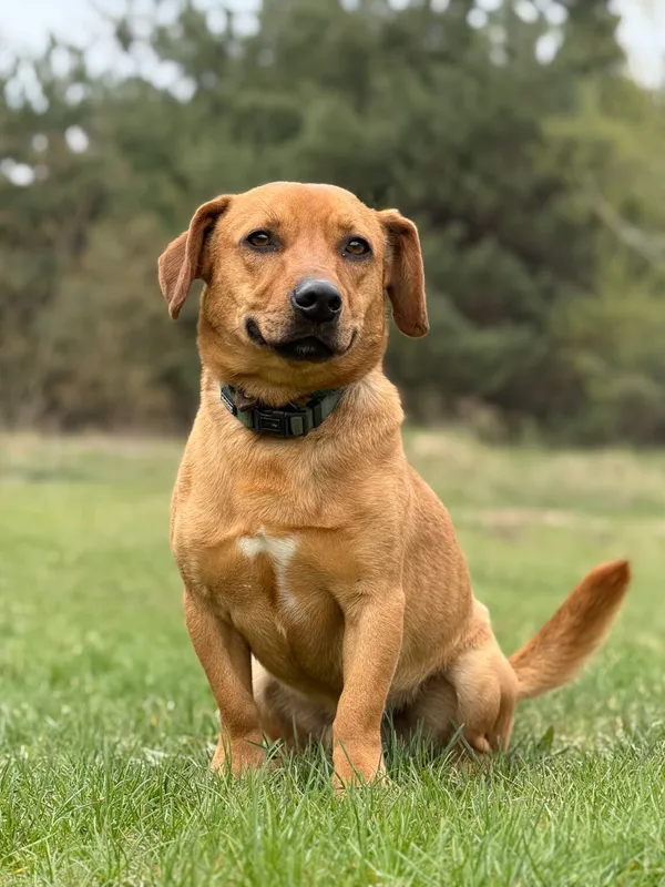 Pies do adopcji, Pieczyska, 22 kwietnia 2026 (3/5)