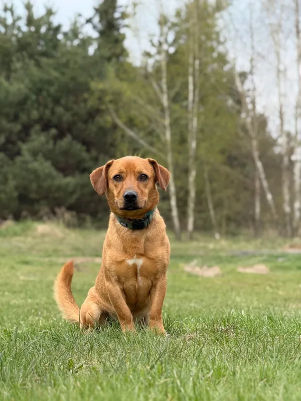 Pies do adopcji, Pieczyska, 22 kwietnia 2026 (5/5)