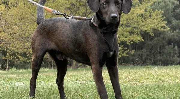 Pies do adopcji, Pieczyska, 22 kwietnia 2026 (1/5)