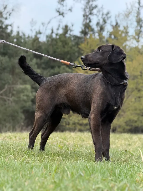 Pies do adopcji, Pieczyska, 22 kwietnia 2026 (5/5)