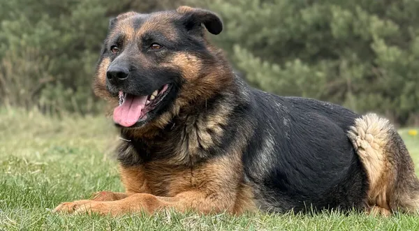 Pies do adopcji, Pieczyska, 22 kwietnia 2026 (1/5)