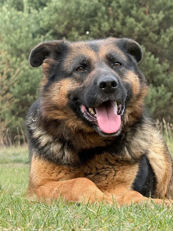 Pies do adopcji, Pieczyska, 22 kwietnia 2026 (2/5)