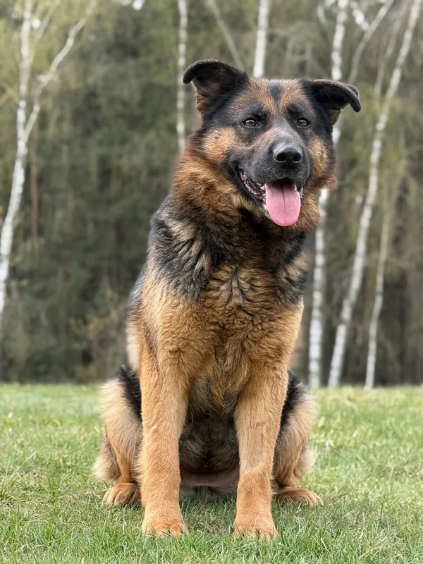 Pies do adopcji, Pieczyska, 22 kwietnia 2026 (4/5)