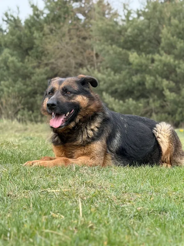 Pies do adopcji, Pieczyska, 22 kwietnia 2026 (5/5)