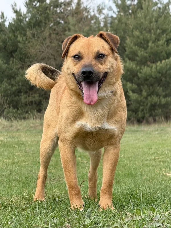 Pies do adopcji, Pieczyska, 22 kwietnia 2026 (4/5)