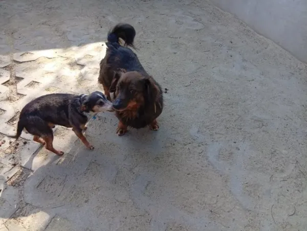 Pies do adopcji, Milanówek, 17 kwietnia 2026 (3/5)