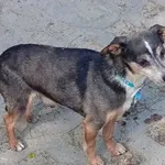Pies do adopcji