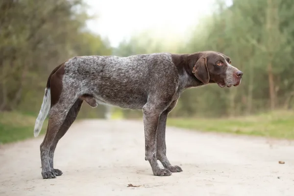 Pies do adopcji, Nowodwór, 22 kwietnia 2026 (3/5)