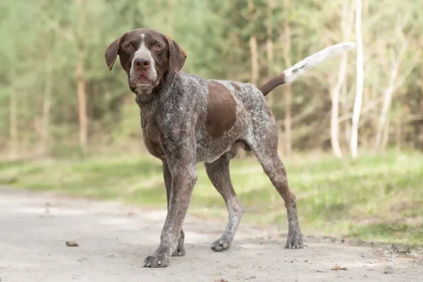 Pies do adopcji, Nowodwór, 22 kwietnia 2026 (4/5)