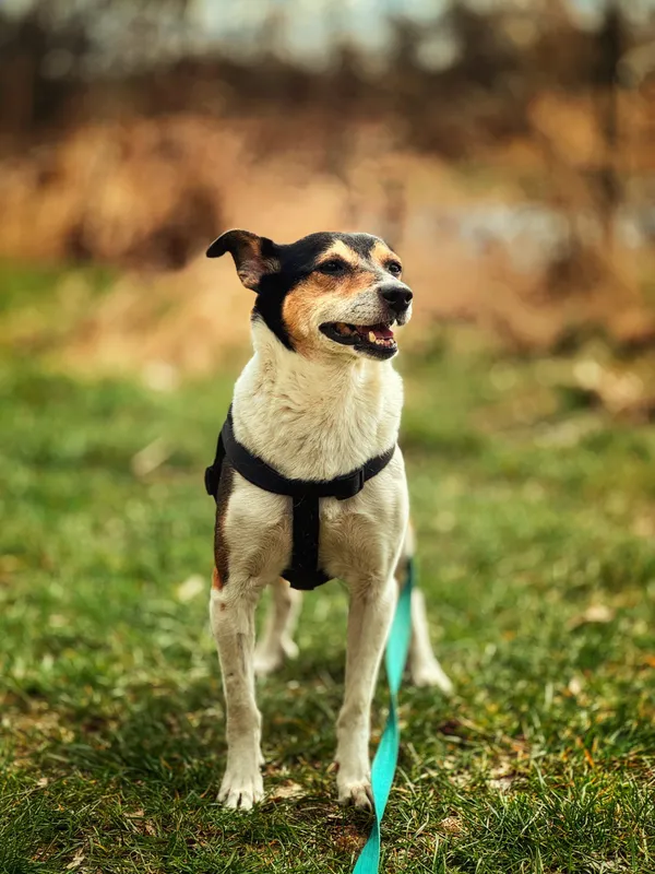 Pies do adopcji, Dłużyna Górna, 22 kwietnia 2026 (2/5)